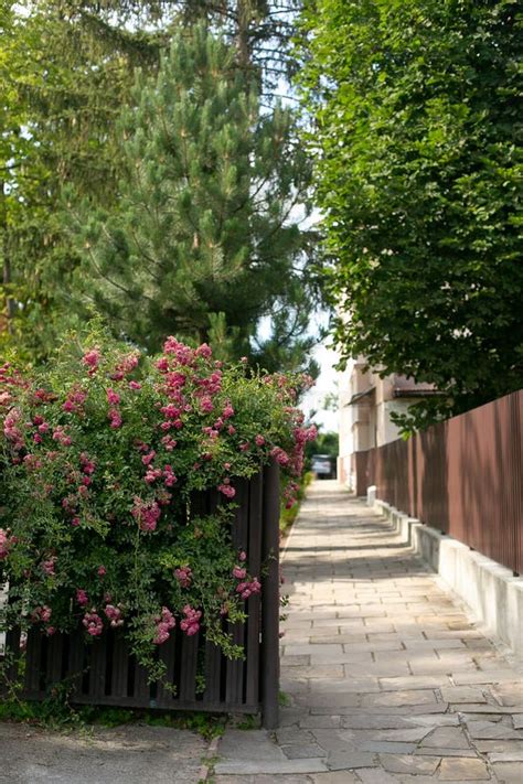 Blooming Pink Rose Bushes In Front Of A Iron Fence And Green Hedge