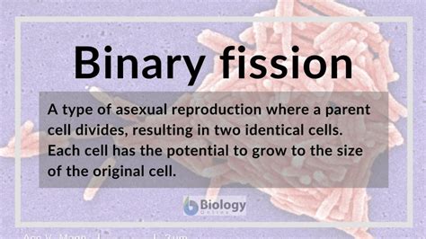 Binary Fission Definition And Examples Biology Online Dictionary