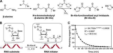 Rna Polymer Hybrids Via Direct And Site Selective Acylation With The Atrp Initiator And