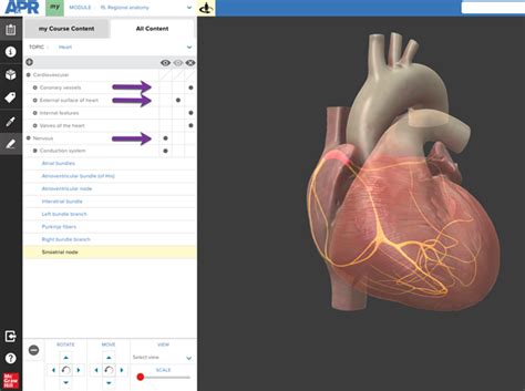 Heart 3d Model Top 5 Views