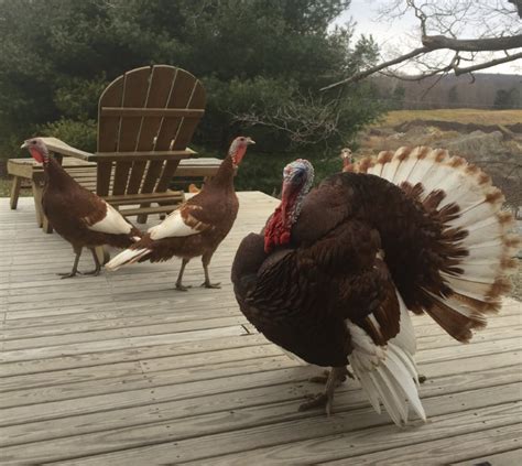 Bourbon Red Turkey Heritage Turkey Poults Cackle Hatchery