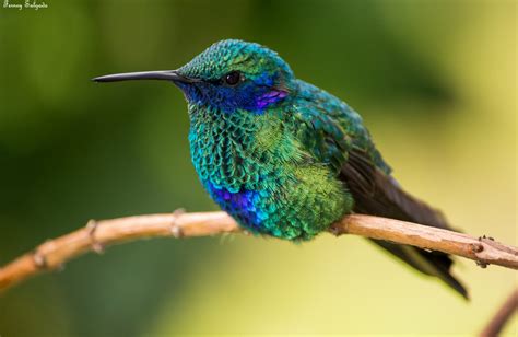 Sparkling Violet Ear Colibri Ana S Colibri Coruscans Coraves