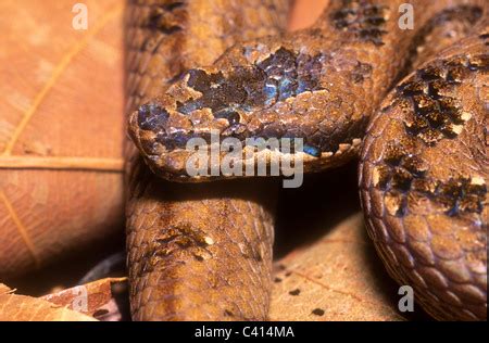 Cuban wood snake, Tropidophis melanurus, Cuba Stock Photo - Alamy