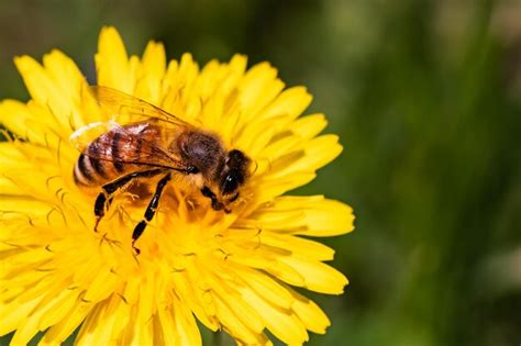 Premium Photo Honey Bee Covered With Yellow Pollen Collecting Nectar