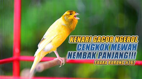 Suara Burung Kenari Gacor Panjang Ini Cocok Untuk Masteran Kenari