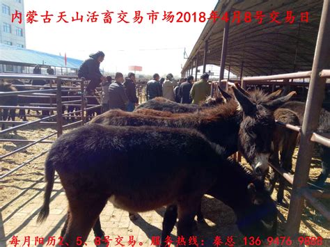 内蒙古天山活畜交易市场2018年4月8号交易日交易图片 内蒙古活畜市场 天山市场 买牛 买驴 买马 活畜市场 市场新闻 天山活畜交易