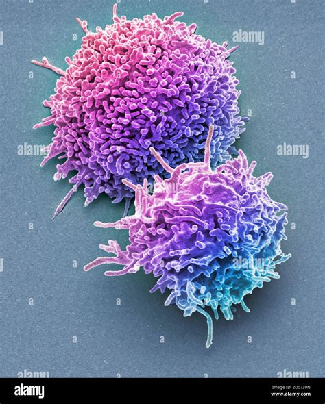 Resting T Lymphocytes Coloured Scanning Electron Micrograph Sem Of