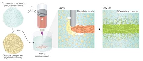 Microgel Extracellular Matrix Composite Support For The Embedded 3d