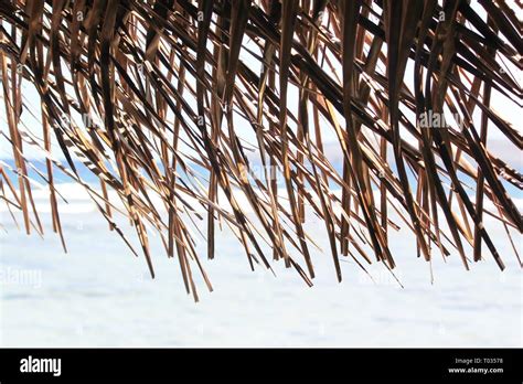 Coconut Leaf Roofing Hi Res Stock Photography And Images Alamy