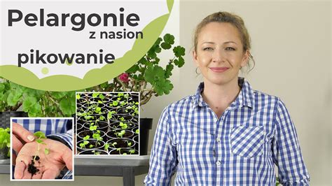 Pelargonie z nasion Pikowanie pelargonii Jak i kiedy pikować