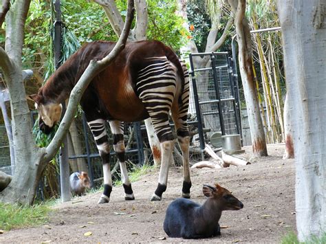 Half Horse Half Zebra Animal