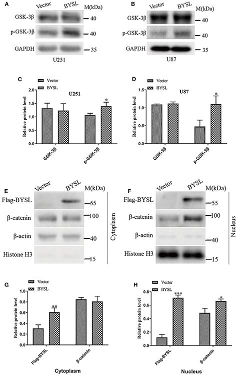 Frontiers Bysl Promotes Glioblastoma Cell Migration Invasion And