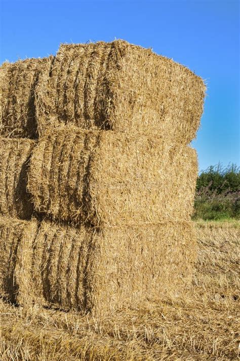 Stack Of Hay Bales In A Field England Stock Photo Image Of Farming