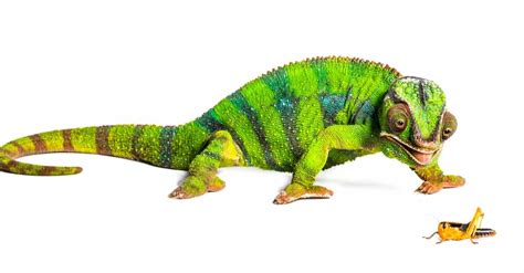 What Do Chameleons Eat 16 Foods In Their Diet A Z Animals