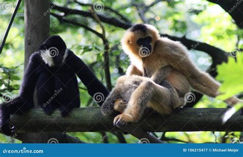 Northern White Cheeked Gibbon Nomascus Leucogenys Stock Image Image