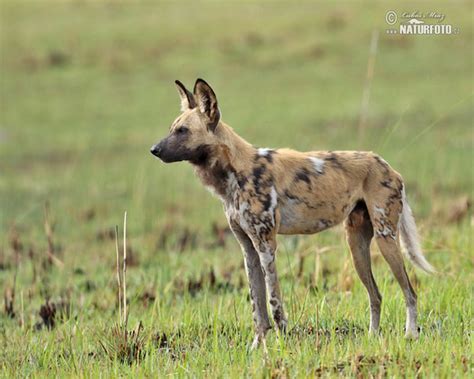 Lycaon pictus Pictures, African Wild Dog Images, Nature Wildlife Photos ...