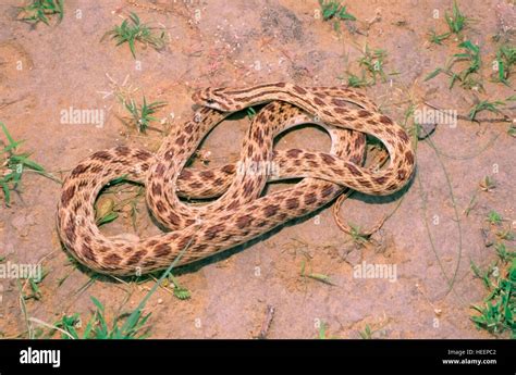 Red Spotted Royal Snake Spalerosophis Aranarius One Of The Rare Snake