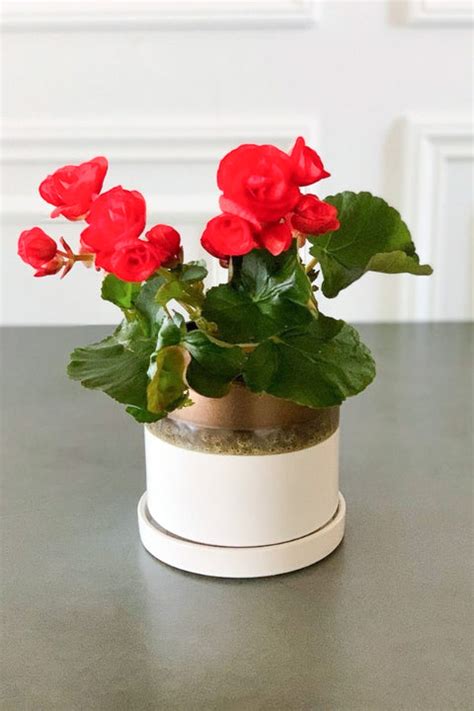 Begonia Rieger Red 4 Chalet