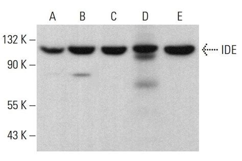 Ide F Scbt Santa Cruz Biotechnology