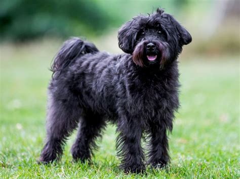 Schnoodle Size Guide: Toy, Mini, Medium, or Giant?