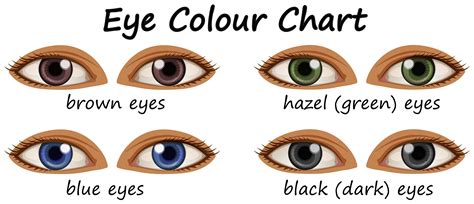 Human Eyes With Different Colors Vector Art At Vecteezy