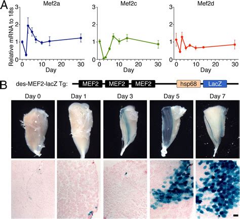 Requirement Of Mef A C And D For Skeletal Muscle Regeneration Pnas