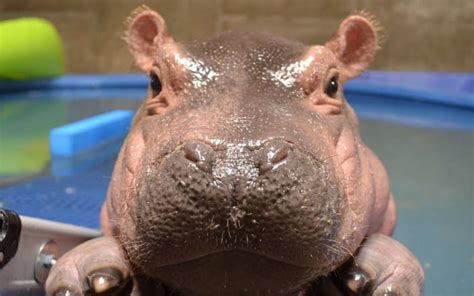 Fiona The Hippo Is Getting Her Own Show Parade