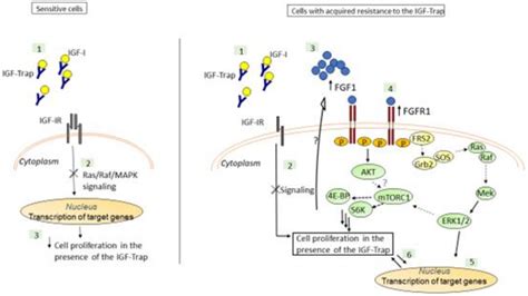 Biomolecules Free Full Text Identification Of A Resistance