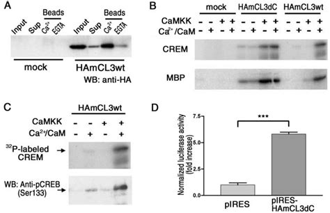 Activation Of CLICK III By Ca 2 CaM And CaMKK A MCLICK III Expressed