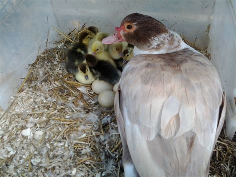 muscovy duckling colors? | BackYard Chickens - Learn How to Raise Chickens