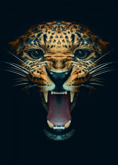 Angry Leopard Face Poster Poster Picture Metal Print Paint By Mk