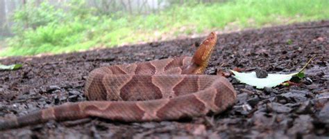 13 Photos Of Wildlife In West Virginia That Will Drop Your Jaw West