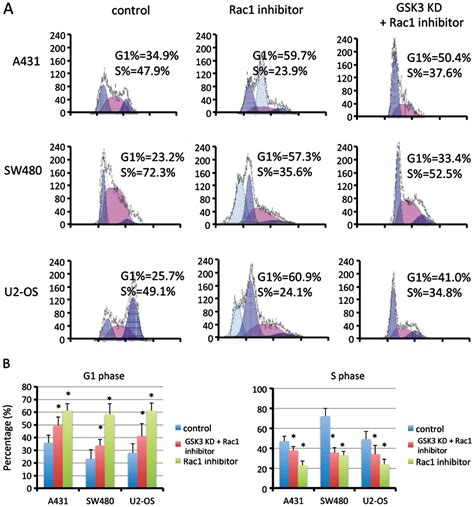 Inhibition Of Rac Activity Induces G S Phase Arrest Through The Gsk