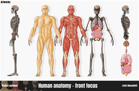 ArtStation Human Anatomy Front Focus In 2022 Human Anatomy Human