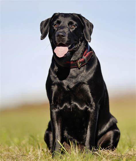 Labrador Chow Mix – Breed Info, Characteristics and Pictures - Animalso