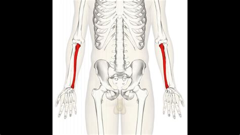 Ulna Musculoskeletal Upper Limb By Dromar Medhat Youtube