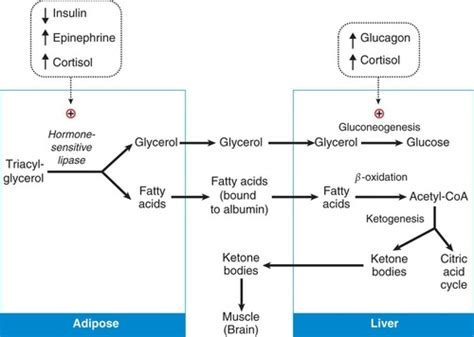 Biochem 11 Lipid And Amino Acid Metabolism Flashcards Quizlet