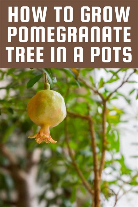 How To Grow Pomegranate Tree In A Pots Gardening Sun Garden Help