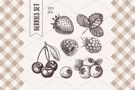 Vintage Berry Illustration Illustrations Creative Market