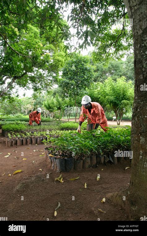 Environmental Horticulture Nursery With Plants And Tree Seedlings For