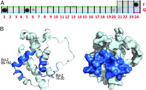 Mapping The Binding Sites Of The Peptides Interacting With Naf On The