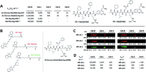 Selective Substrates And Abps For Cathepsin B A The Structures And