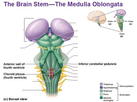 Medulla Oblongata Parts