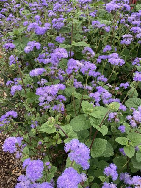 Blue Mistflower From Glenstone Potomac Md Us On October At