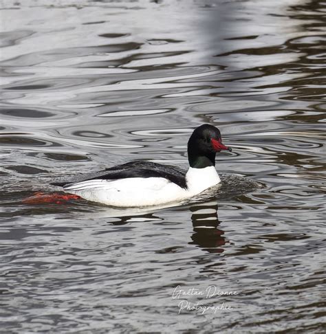 Gran Harle M Le Common Merganser Male Parc Les Saules Vil Flickr