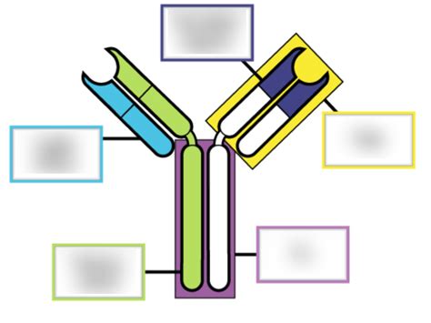 Antibody structure Diagram | Quizlet