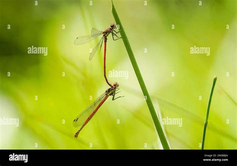 Large Red Damselfly Pyrrhosoma Nymphula Male And Female Mating On