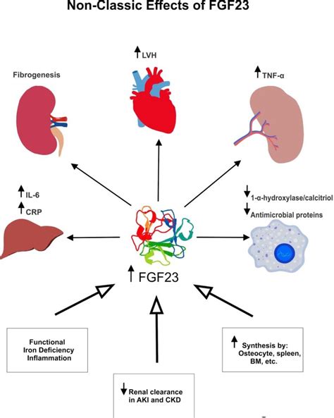 The Role Of Fgf23 In Aki And Ckd Beyond Phosphorus Regulation Renal Fellow Network