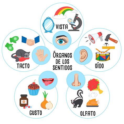 The Five Senses Mapa De Los Sentidos Del Cuerpo Humano