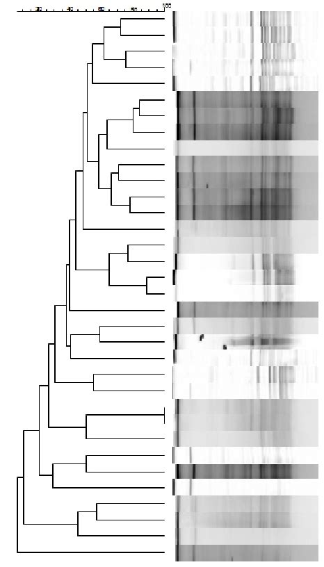 Dendrogram Obtained By Pfge Pattern Of Lactococcus Strains After